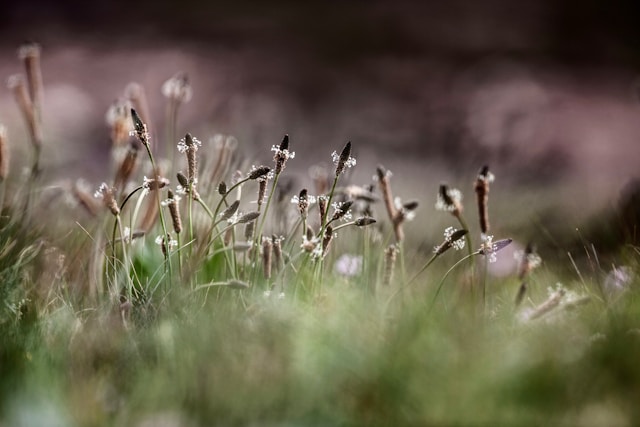 Plan d’action biodiversité : focus sur le programme « Entreprises engagées pour la nature »